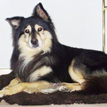 Das Bild zeigt den Hund eines unserer Kunden