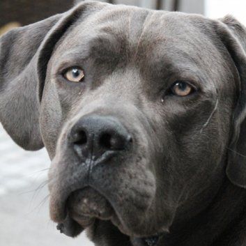 Das Bild zeigt den Hund eines unserer Kunden