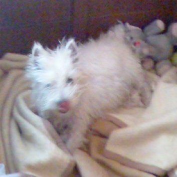 Das Bild zeigt den Hund eines unserer Kunden