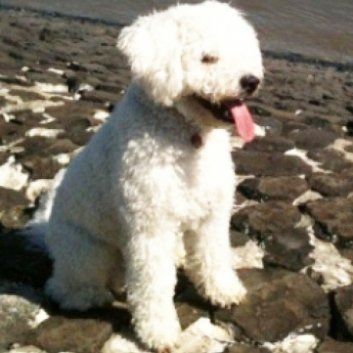 Das Bild zeigt den Hund eines unserer Kunden