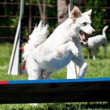 Das Bild zeigt den Hund eines unserer Kunden