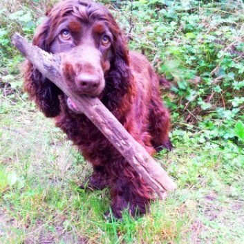 Das Bild zeigt den Hund eines unserer Kunden