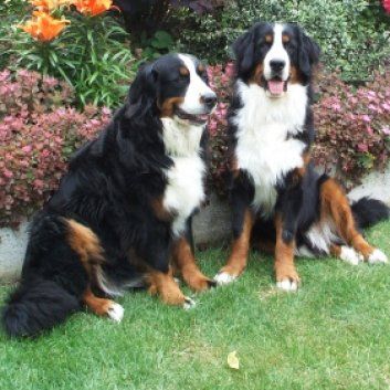 Das Bild zeigt den Hund eines unserer Kunden