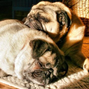 Das Bild zeigt den Hund eines unserer Kunden