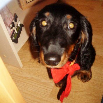Das Bild zeigt den Hund eines unserer Kunden