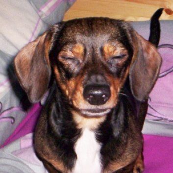 Das Bild zeigt den Hund eines unserer Kunden