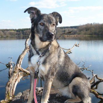 Das Bild zeigt den Hund eines unserer Kunden