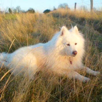 Das Bild zeigt den Hund eines unserer Kunden