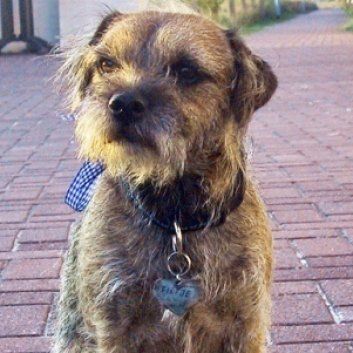 Das Bild zeigt den Hund eines unserer Kunden