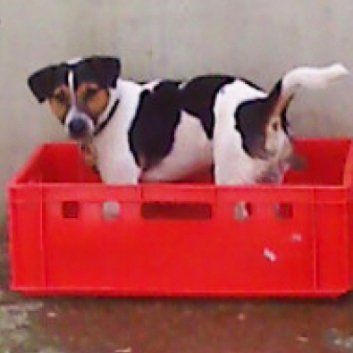 Das Bild zeigt den Hund eines unserer Kunden