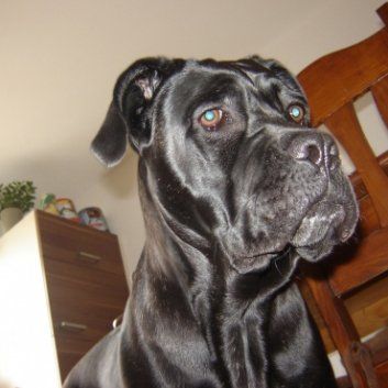 Das Bild zeigt den Hund eines unserer Kunden