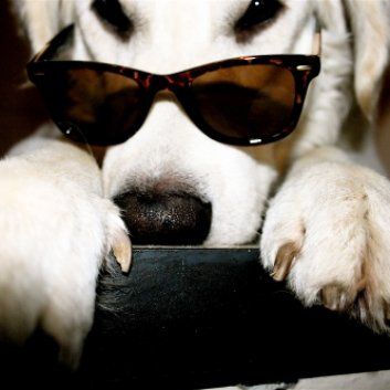 Das Bild zeigt den Hund eines unserer Kunden