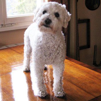 Das Bild zeigt den Hund eines unserer Kunden