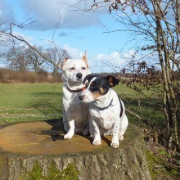 Das Bild zeigt den Hund eines unserer Kunden