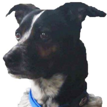 Das Bild zeigt den Hund eines unserer Kunden