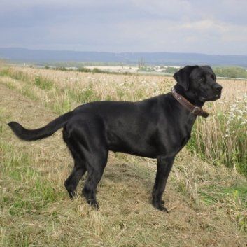 Das Bild zeigt den Hund eines unserer Kunden