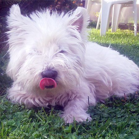 Das Bild zeigt den Hund eines unserer Kunden