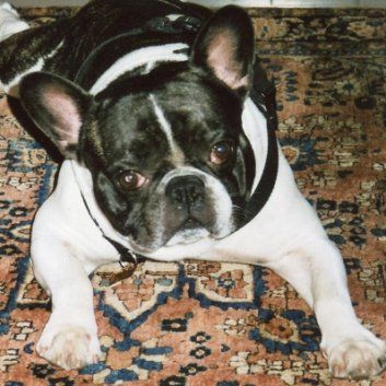 Das Bild zeigt den Hund eines unserer Kunden