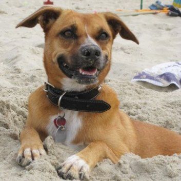 Das Bild zeigt den Hund eines unserer Kunden