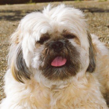 Das Bild zeigt den Hund eines unserer Kunden