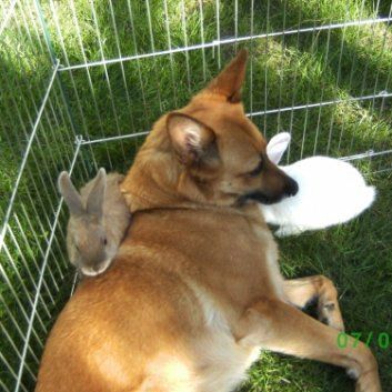 Das Bild zeigt den Hund eines unserer Kunden