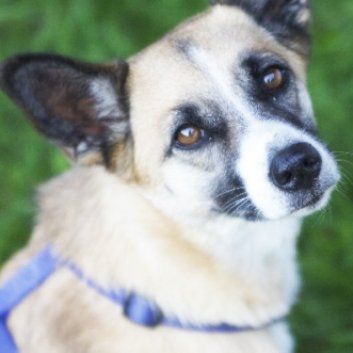 Das Bild zeigt den Hund eines unserer Kunden