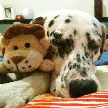 Das Bild zeigt den Hund eines unserer Kunden