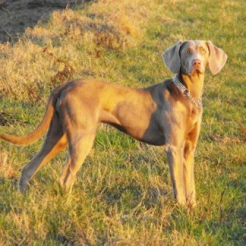 Das Bild zeigt den Hund eines unserer Kunden