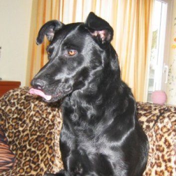 Das Bild zeigt den Hund eines unserer Kunden