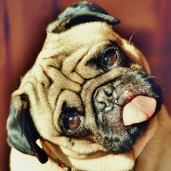 Das Bild zeigt den Hund eines unserer Kunden