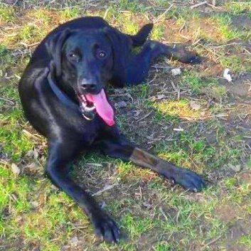 Das Bild zeigt den Hund eines unserer Kunden