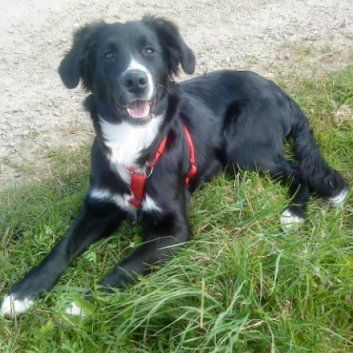 Das Bild zeigt den Hund eines unserer Kunden