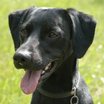 Das Bild zeigt den Hund eines unserer Kunden