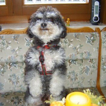 Das Bild zeigt den Hund eines unserer Kunden