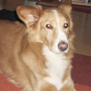 Das Bild zeigt den Hund eines unserer Kunden