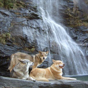 Das Bild zeigt den Hund eines unserer Kunden