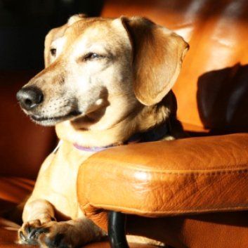 Das Bild zDas Bild zeigt den Hund eines unserer Kundeneigt den Hund eines unserer Kunden