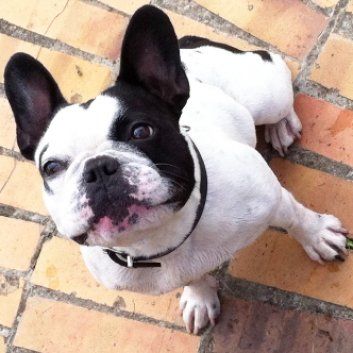 Das Bild zeigt den Hund eines unserer Kunden