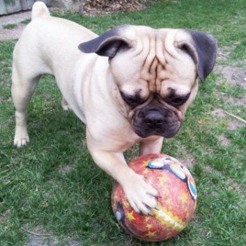 Das Bild zeigt den Hund eines unserer Kunden