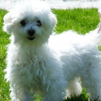 Das Bild zeigt den Hund eines unserer Kunden