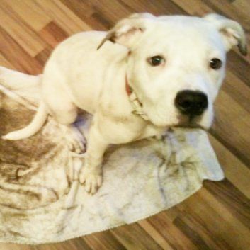 Das Bild zeigt den Hund eines unserer Kunden