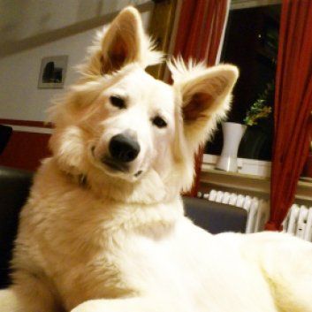 Das Bild zeigt den Hund eines unserer Kunden