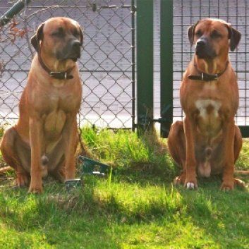 Das Bild zeigt den Hund eines unserer Kunden