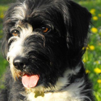 Das Bild zeigt den Hund eines unserer Kunden