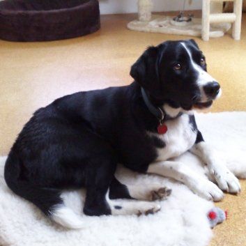 Das Bild zeigt den Hund eines unserer Kunden