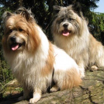 Das Bild zeigt den Hund eines unserer Kunden