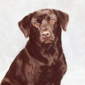 Das Bild zeigt den Hund eines unserer Kunden