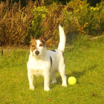 Das Bild zeigt den Hund eines unserer Kunden