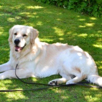 Das Bild zeigt den Hund eines unserer Kunden