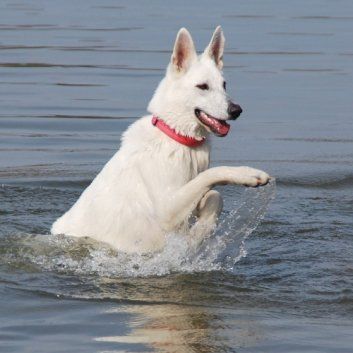 Das Bild zeigt den Hund eines unserer Kunden